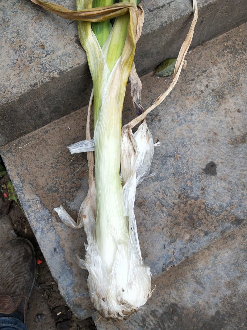 鸡腿大葱