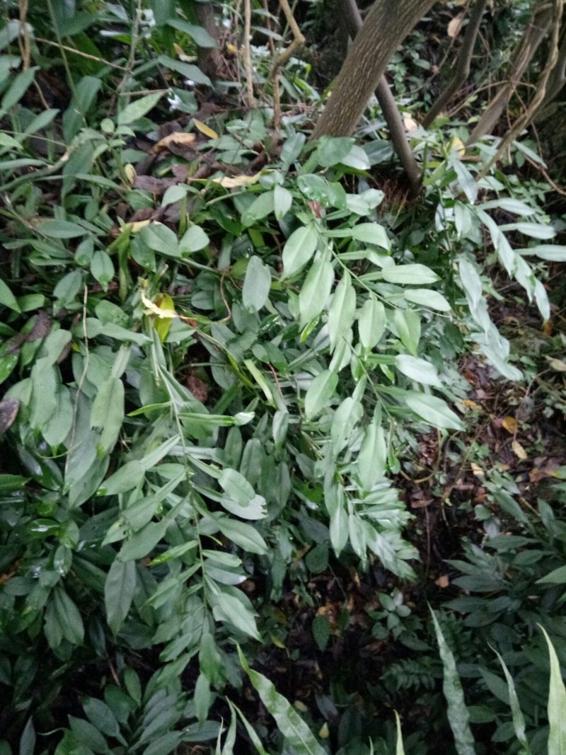 石柑子，巴岩香，百步腾一手货源欢迎来电咨询选购