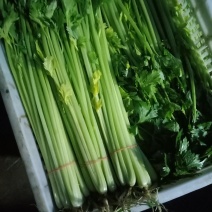 江苏精品芹菜50公分以上大量上市