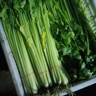 江苏精品芹菜50公分以上大量上市