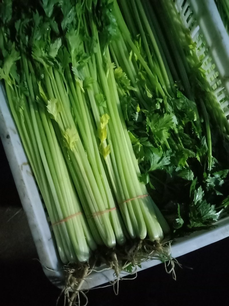 江苏精品芹菜50公分以上大量上市