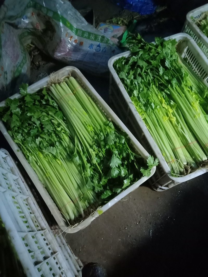 江苏精品芹菜50公分以上大量上市