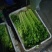 江苏精品芹菜50公分以上大量上市