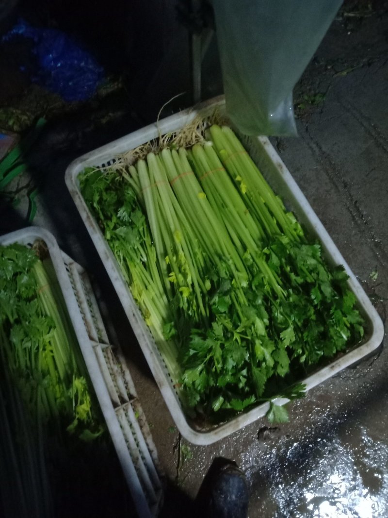 江苏精品芹菜50公分以上大量上市