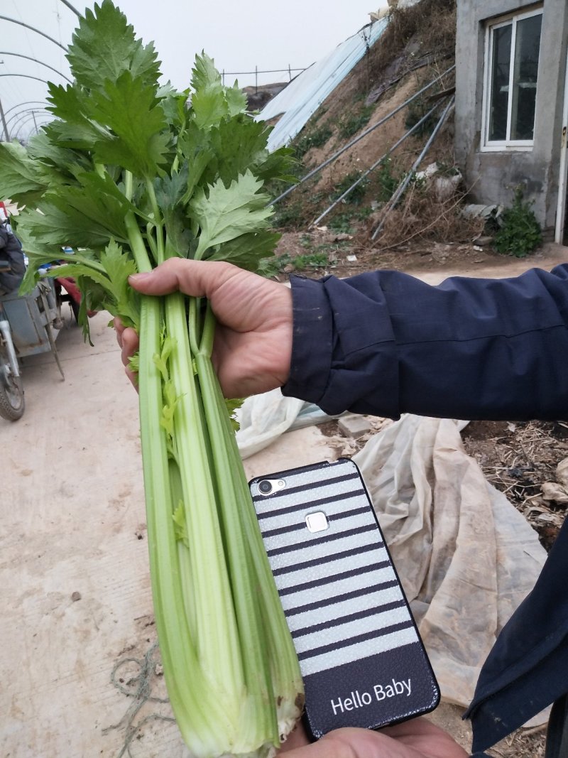 大棚香芹，鲜绿，2021年上市，地头装车
