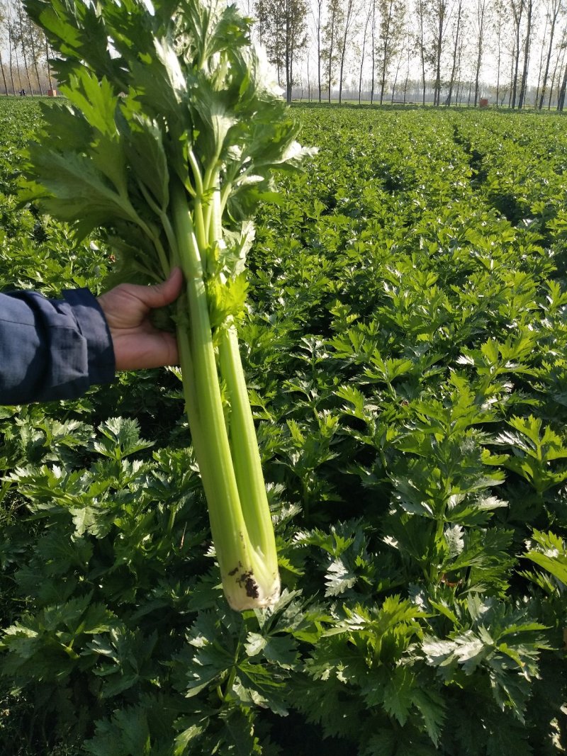 大棚香芹，鲜绿，2021年上市，地头装车