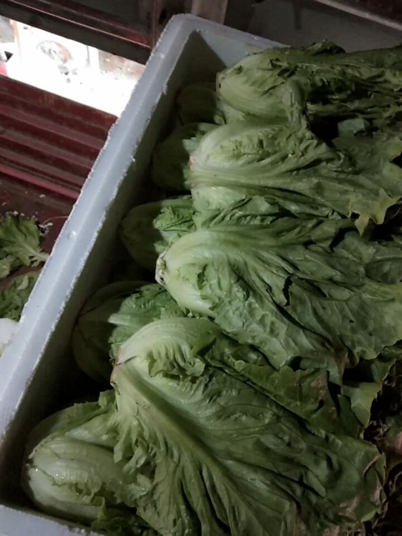 意大利生菜