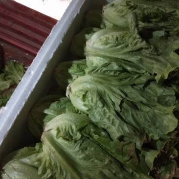 意大利生菜