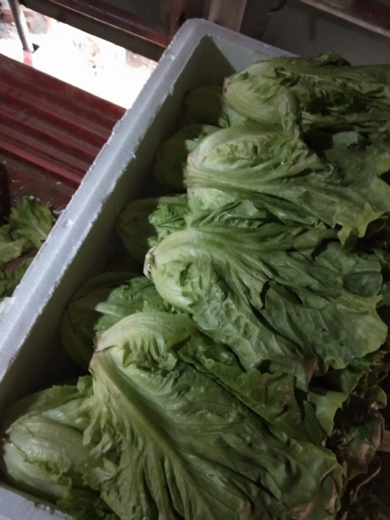 意大利生菜