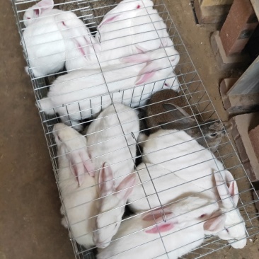 肉兔