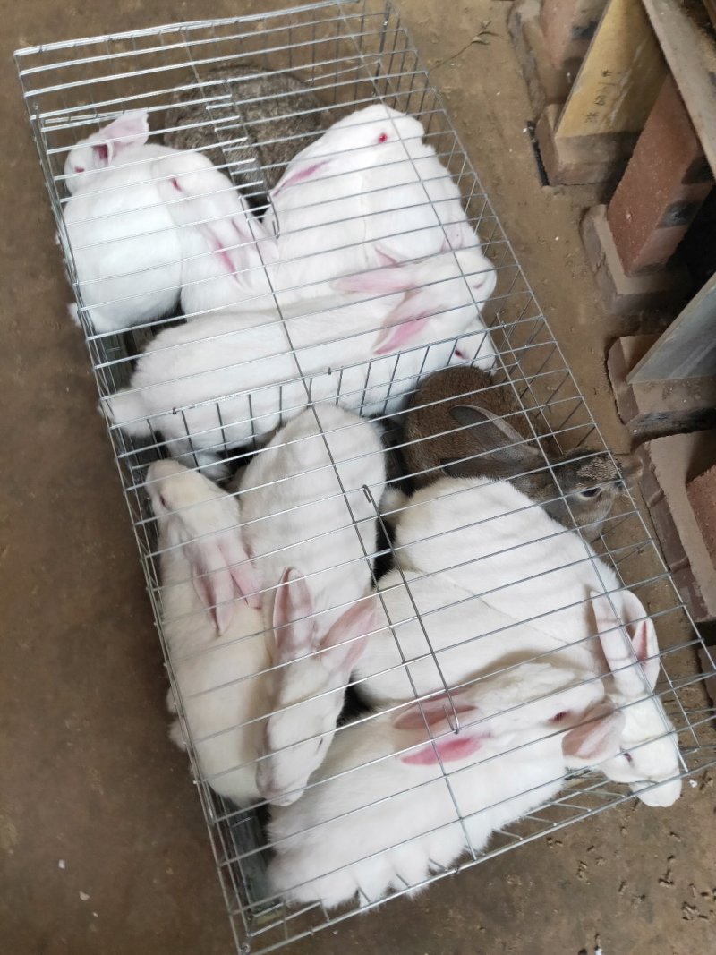 肉兔
