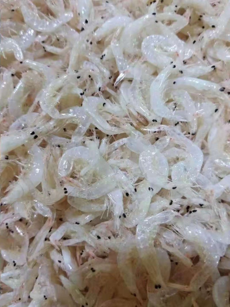 特级无盐虾皮