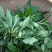 珍叶苦菜