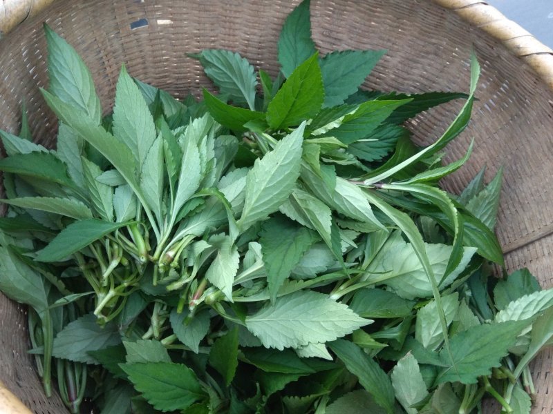 珍叶苦菜