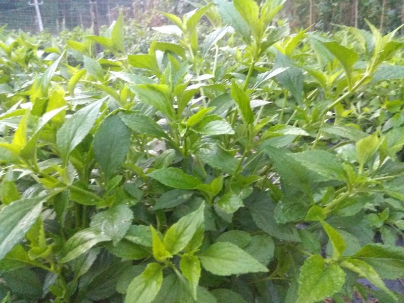珍叶苦菜