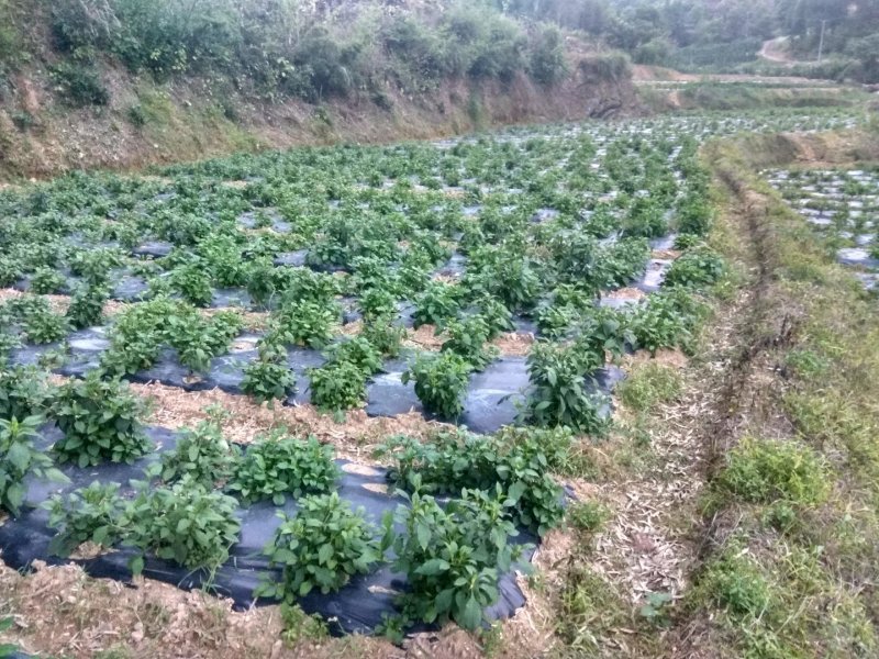 珍叶苦菜