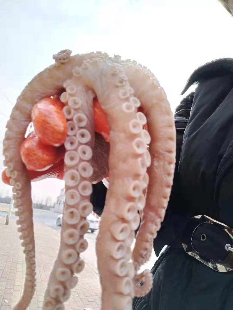 长腿八爪鱼，大章鱼，