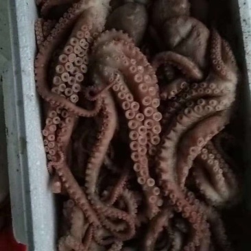 长腿八爪鱼，大章鱼，