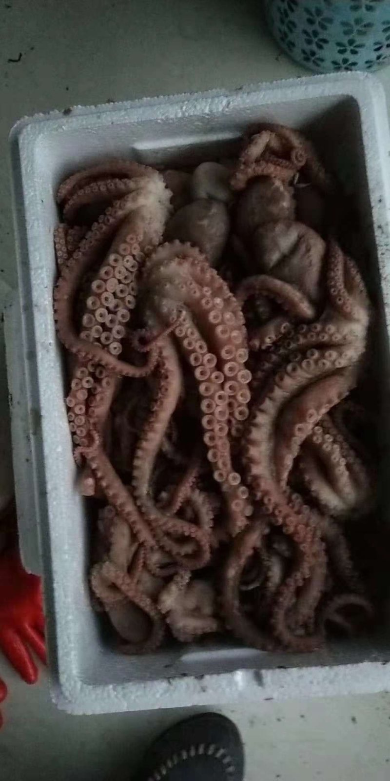 长腿八爪鱼，大章鱼，
