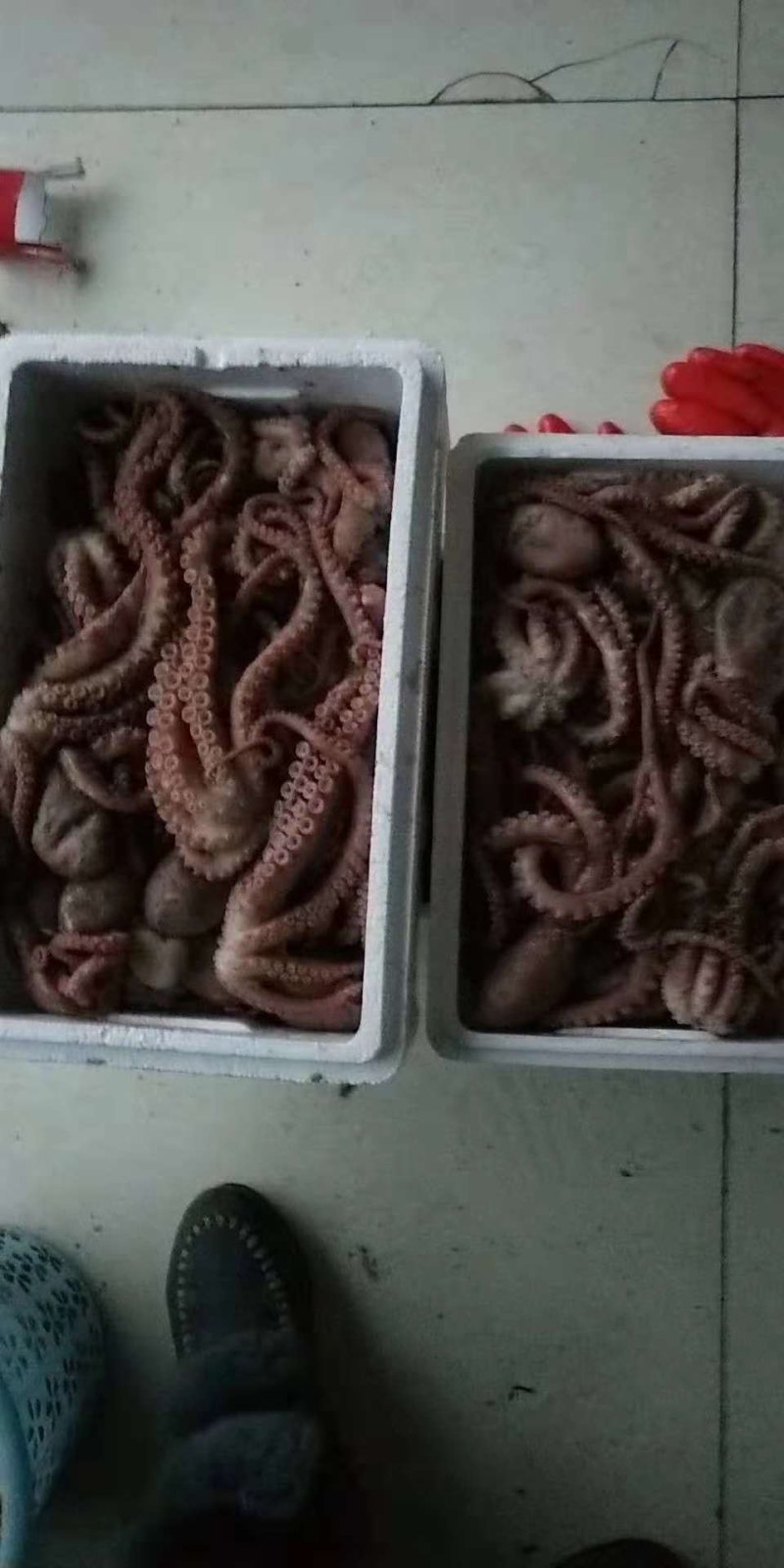 长腿八爪鱼，大章鱼，
