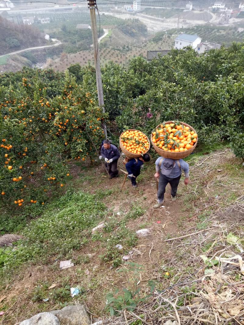 锦橙甜橙产地直销，诚信代办，保质保量。本村有万亩锦橙基地