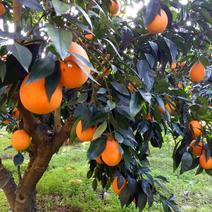 锦橙甜橙产地直销，诚信代办，保质保量。本村有万亩锦橙基地