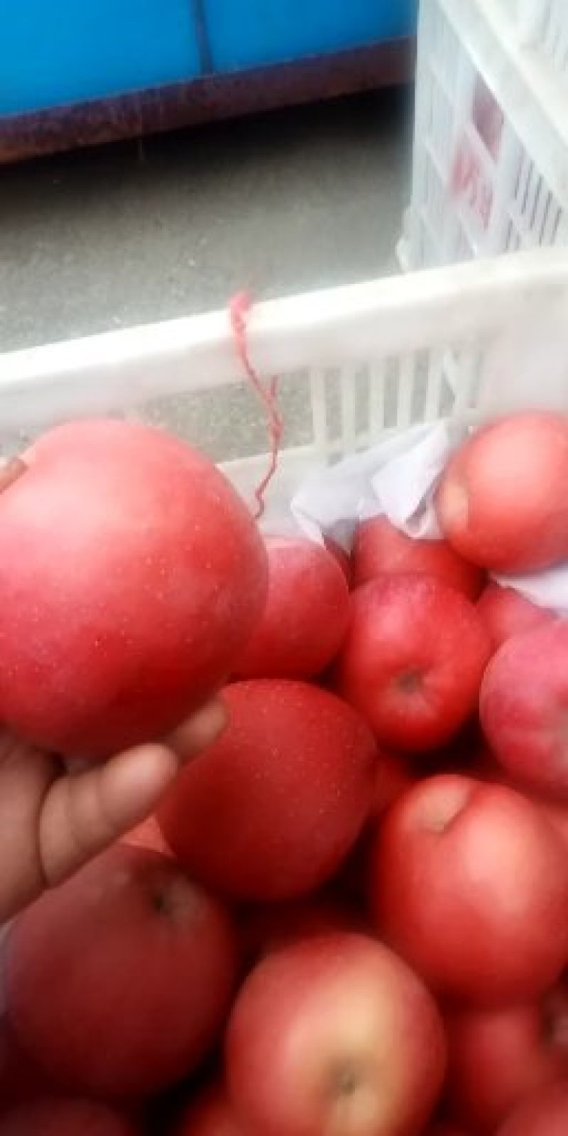 山东红富士苹果，纯甜全红，条红，出口加工厂果，代发批发。