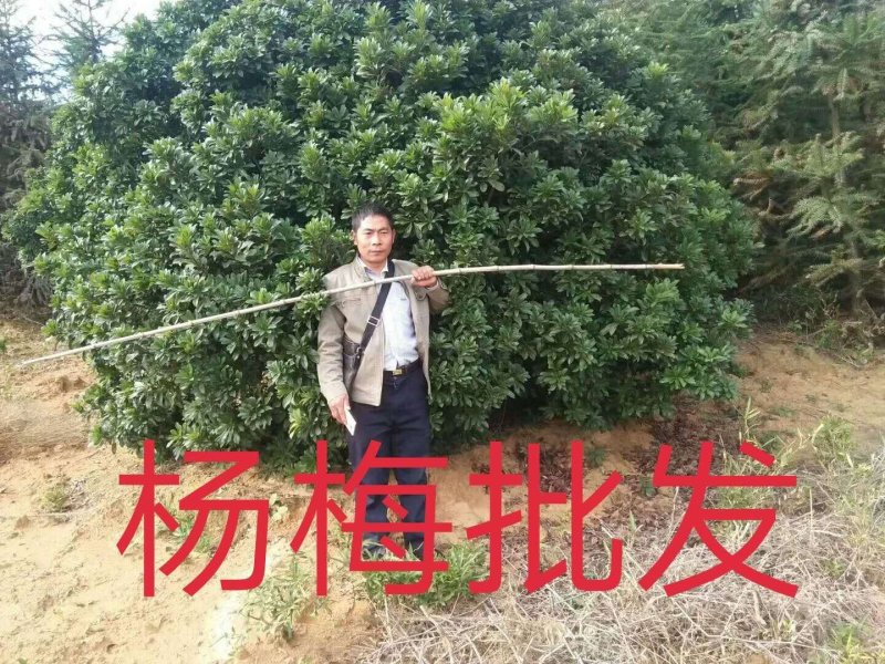 杨梅树基地冠2一5米批发，现货长期有效。