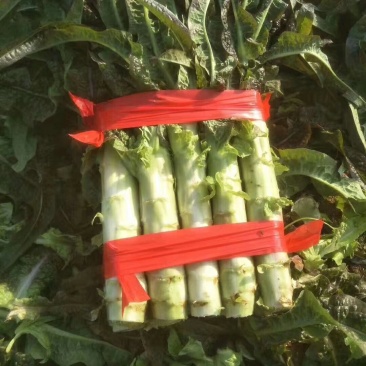 红叶莴笋大量上市，质量保证，产地直销，质量