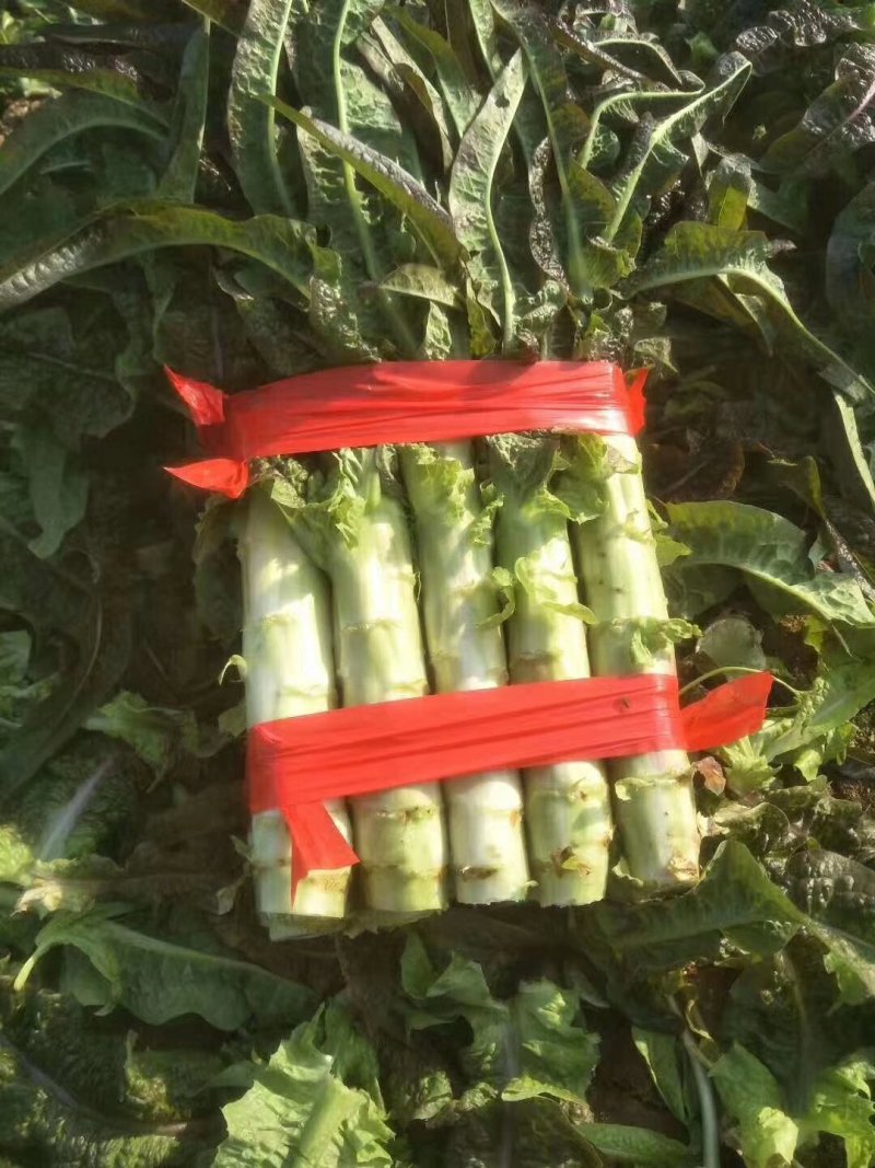 红叶莴笋大量上市，质量保证，产地直销，质量