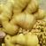生姜批发质量好货源充足产地一手货源支持全国发货