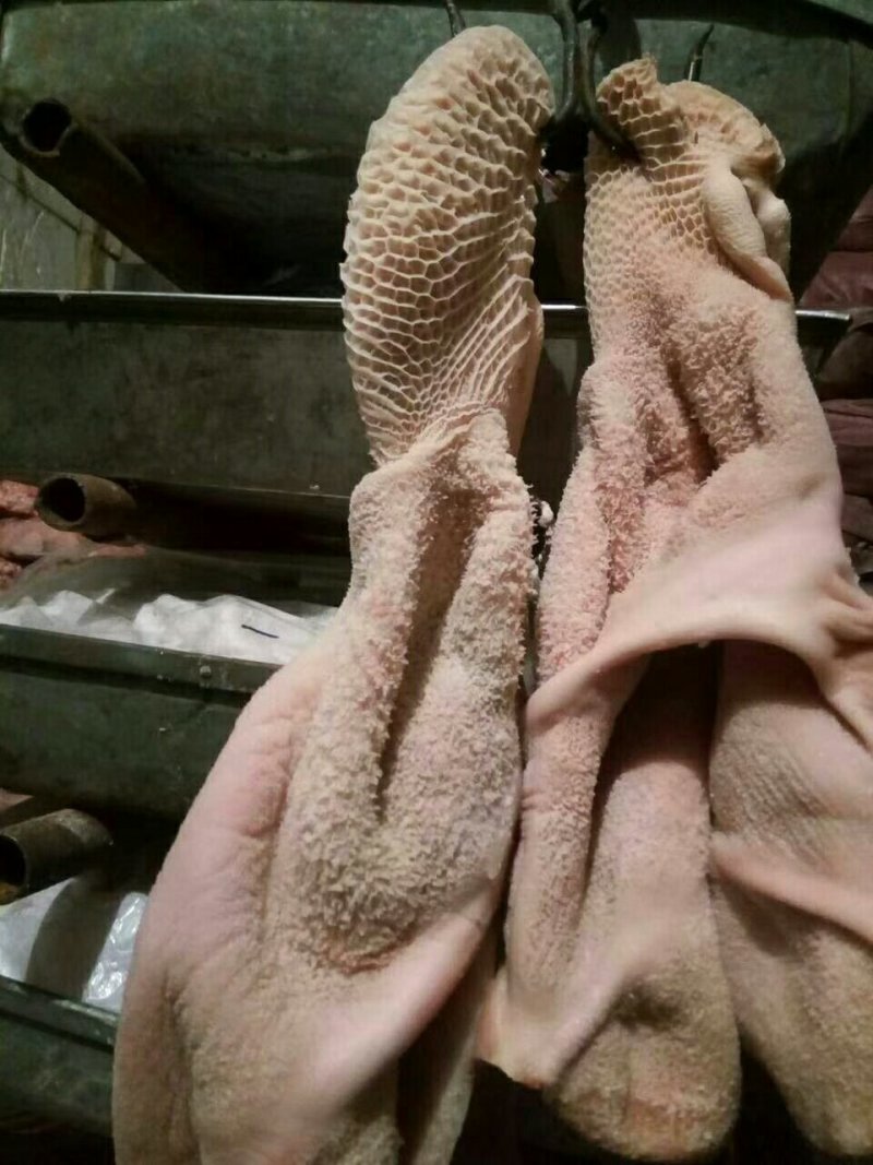 牛肚