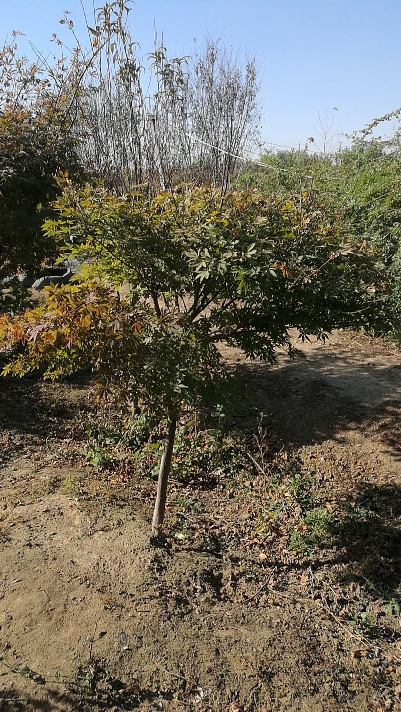 红枫树规格齐全