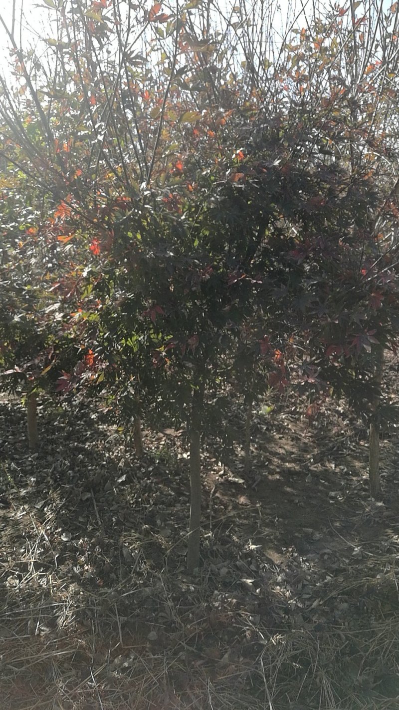 红枫树规格齐全