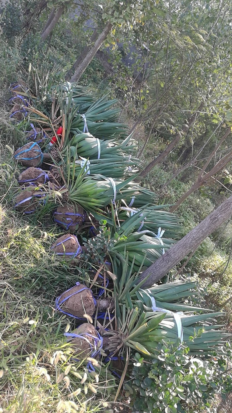 剑麻风尾兰风尾丝兰