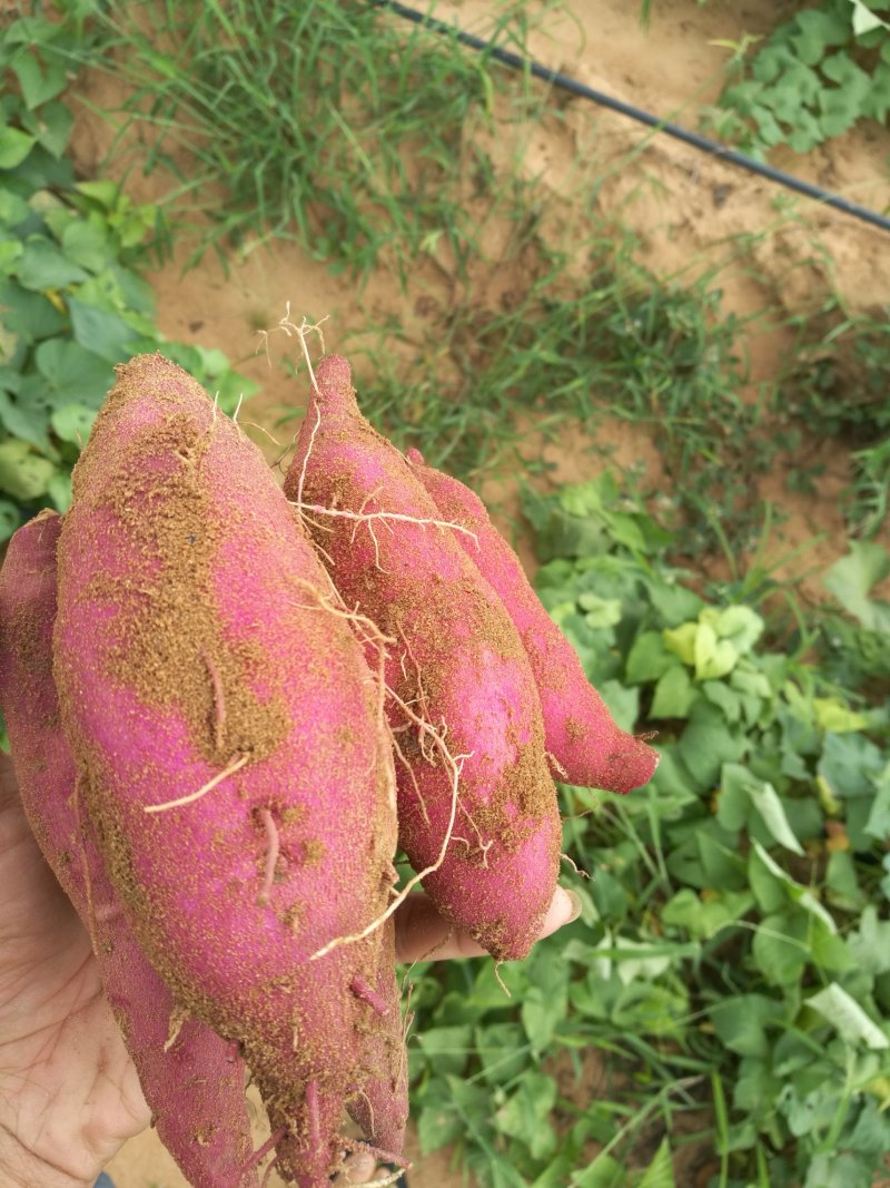 【粉糯香甜】新鲜红薯海南澄迈桥头地瓜板栗薯新货包邮一件代发