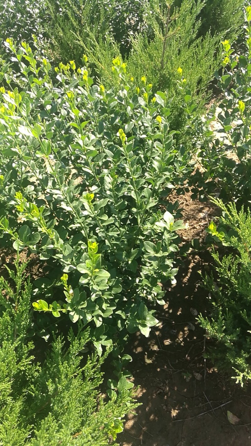 卫茅球冬青卫茅精品卫矛球规格齐全