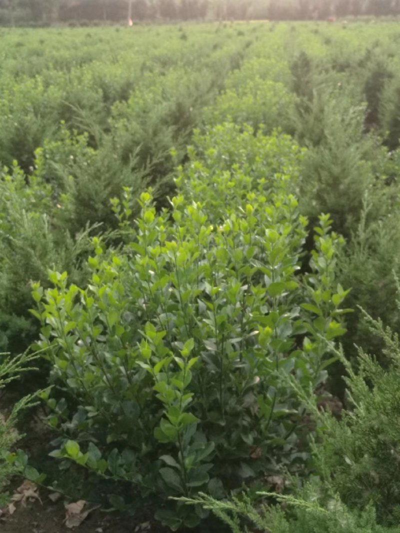 卫茅球冬青卫茅精品卫矛球规格齐全