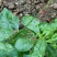 人参菜种子假人参飞来参野菜特菜种子露地大棚种植