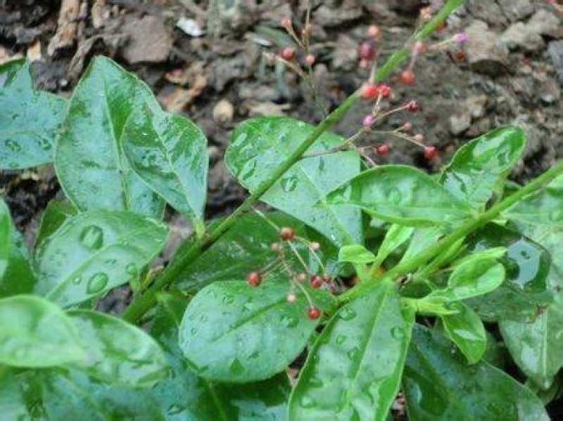 人参菜种子假人参飞来参野菜特菜种子露地大棚种植