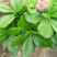 人参菜种子假人参飞来参野菜特菜种子露地大棚种植