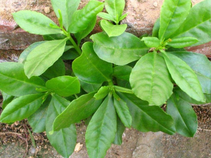 人参菜种子假人参飞来参野菜特菜种子露地大棚种植