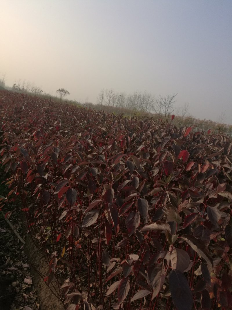 红瑞木红马球规格齐全