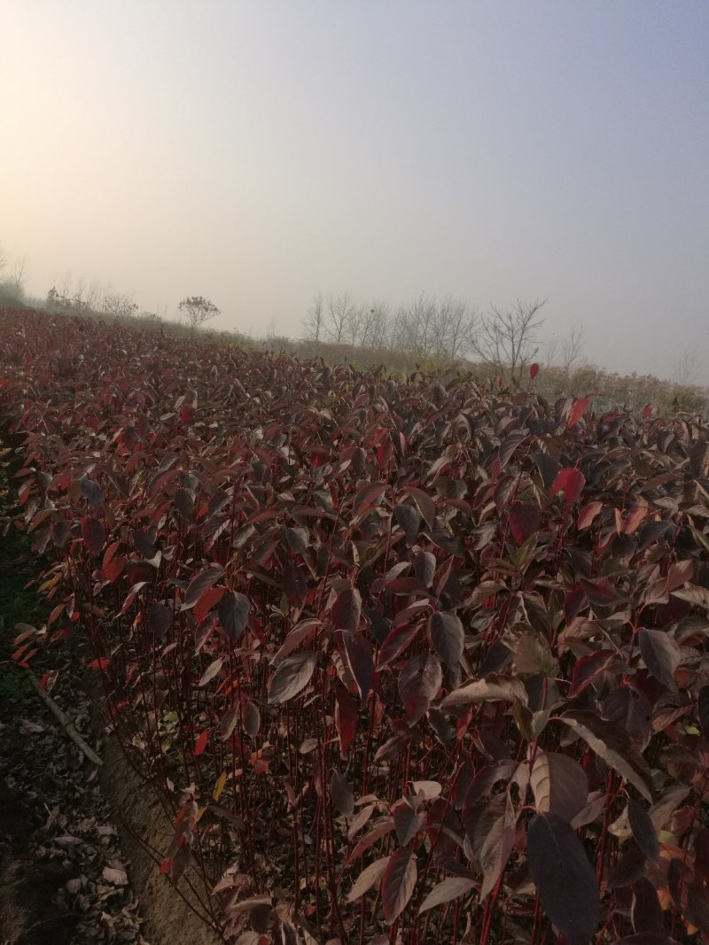 红瑞木红马球规格齐全