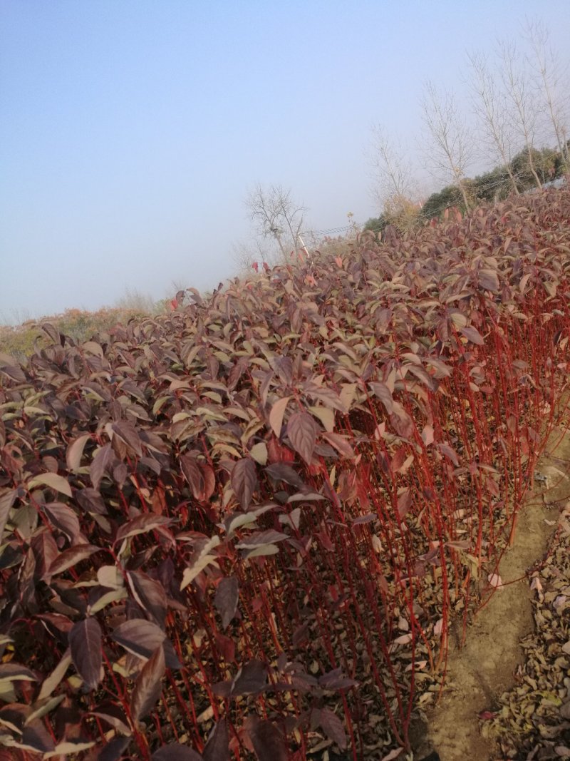 红瑞木红马球规格齐全