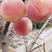冬桃秋雪红，桃子脆甜，成熟期阳历10月底，需要桃苗联系