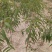 冬桃秋雪红，桃子脆甜，成熟期阳历10月底，需要桃苗联系