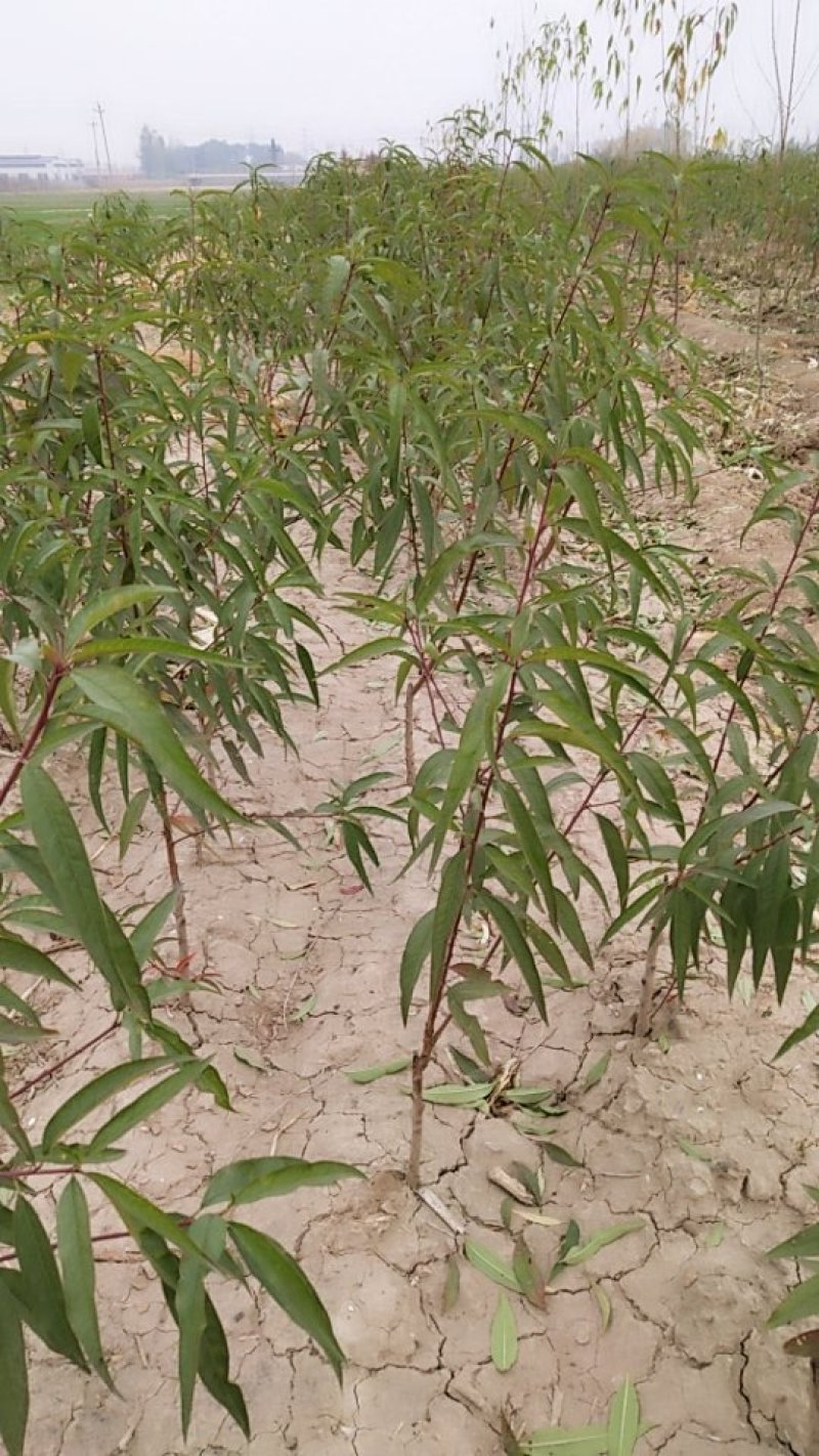 冬桃秋雪红，桃子脆甜，成熟期阳历10月底，需要桃苗联系