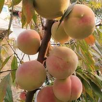 冬桃秋雪红，桃子脆甜，成熟期阳历10月底，需要桃苗