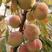 冬桃秋雪红，桃子脆甜，成熟期阳历10月底，需要桃苗联系